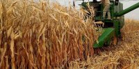 ببینید | وزش تندباد شدید و خسارت سنگین به مزارع ذرت استان فارس