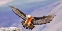عکس | تصویری تازه از گشت‌زنی همای سعادت در آسمان ایران