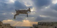 عکس | ثبت لحظه بی‌نظیر پرواز بز کوهی در میان صخره‌ها در کوه‌های لرستان