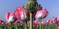 بازی با مرگ و زندگی برای «سود» بیشتر؛ درآمدهای میلیون دلاری افغانستان