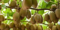 خواص کیوی از تقویت سیستم ایمنی تا کمک به کاهش وزن
