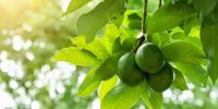 تغییرات آب‌وهوایی به این میوه رسید