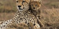 زنده گیری یوزپلنگ نابالغ در منطقه یوزکنام ابریشم