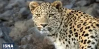 ویدیو/ دورهمی دیدنی حیوانات در طبیعت