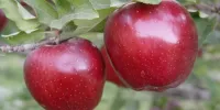 خوراکی‌های مفید برای تقویت بدن در فصل پاییز
