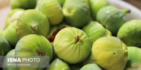 میوه‌ای که ولعِ خوردن شیرینی را کاهش می‌دهد