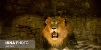 چرا «آرش» شیشه محل نگهداری‌اش را خرد کرد؟
