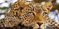 مستندهای حیات وحش طرفدار زیاد دارند