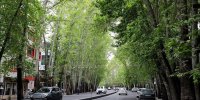 سی تی اسکن و تیمار ۵ درصد درختان ولیعصر/ جریمه ۱۷۰ میلیارد تومانی برای خشک کردن ۱۳ درخت خیابان ولیعصر