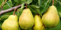 معجزه گلابی برای سلامتی بدن
