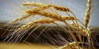 اخرین جزئیات از پرداخت مطالبات گندمکاران