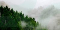 واکنش دادستانی به تخریب جنگل الیمالات