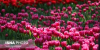 فصل لاله ها در باغ ایرانی