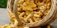 رونمایی از چهار غذای اصیل مازندران در جشنواره «زردکیجا»