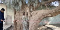 ثبت درختان کهنسال سیستان و بلوچستان در فهرست میراث ملی طبیعی کشور
