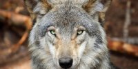 این گرگ می‌خواهد بازی کند یا حمله؟
