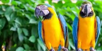 بهترین گونه‌های طوطی برای یادگیری و تقلید صدای انسان