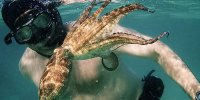 دوستی یک غواص با اختاپوس در شبکه مستند
