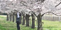 شکوفه‌های بهاری دیدنی ژاپن/ عکس