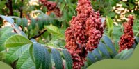 برگزاری نخستین رویداد ملی «سماق» در گناباد