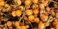 فرماندار شفت با مهر از جشنواره «اربا دوشاب» می گوید