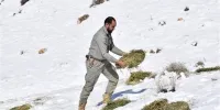 تصاویری از توزیع علوفه در پناهگاه حیات‌وحش سفیدکوه