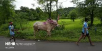 مسابقه گاوها در هند