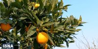 ویدیو/ بهبود اقتصادی باغداران رودسر با صادرات مرکبات؛ موانع چیست؟