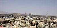آخرین خبر درباره قیمت گوسفند عید قربان