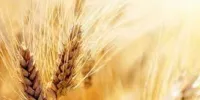 خبر مهم برای گندمکاران/ قیمت واقعی گندم اعلام شد