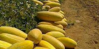 خربزه‌های عجیب ۲۵ کیلویی کاشان وارد بازار شد + عکس