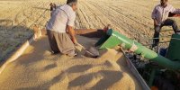 خبر مهم وزیر جهادکشاورزی برای گندمکاران/ قیمت جدید گندم مشخص شد
