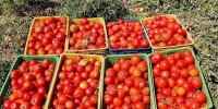 حباب قیمت گوجه‌فرنگی شکسته شد/ جزییات