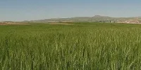 ابرپروژه دیمزارها تا ۵ سال دیگر تمدید شود