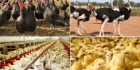 عرضه گوشت طیور در خردادماه ۹ درصد کاهش یافت