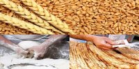 شرکت‌های دولتی واردکننده غلات، سیلو نگهداری ندارند