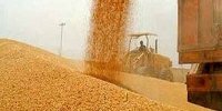 راه‌های جلوگیری از تبدیل گندم به علوفه/ با قیمت گندم بازی نشود