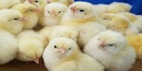 بیشترین تورم سالانه صنعت طیور برای جوجه یک روزه رقم خورد