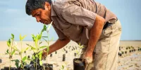 اهدای بیش از ۵ هزار اصله نهال حرا به محیط زیست استان بوشهر