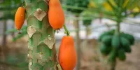 این میوه های لاکچری و گران در ایران تولید می‌شوند | تصاویر