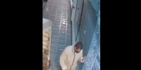 تصاویر دوربین مداربسته از لحظه سرقت موتورسیکلت | ورود وانت سارقان از شیشه های خرد شده نمایشگاه! | ویدئو