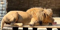ترفند جالب برای خنک کردن حیوانات در باغ وحش  ارم +  فیلم