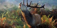 صدای مرال ها در جنگل های مازندران + فیلم