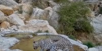 تصاویری دیدنی از آب خوردن یک قلاده پلنگ در بوشهر