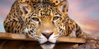 ویدئوی منحصر بفرد از شنای جگوارها ؛ مهارت این پلنگ‌ها را ببینید