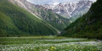 گل‌های بهاری در دشت زیبای دریاسر