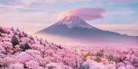 ژاپن، شکوفه‌های گیلاس و کوه فوجی