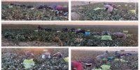 زنان خراسان جنوبی دستمزدشون رو به پویش ایران همدل هدیه دادند