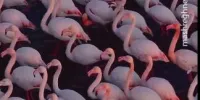 تصاویری از نظم و شکوه بی نظیر فلامینگوهای تالاب میانکاله