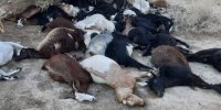 خفگی چوپان همراه با ۱۰۰ رأس گوسفندش در تریلی